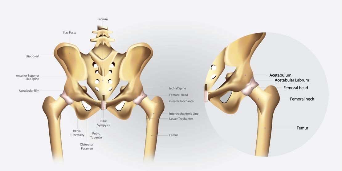 hip-fracture hip fracture course